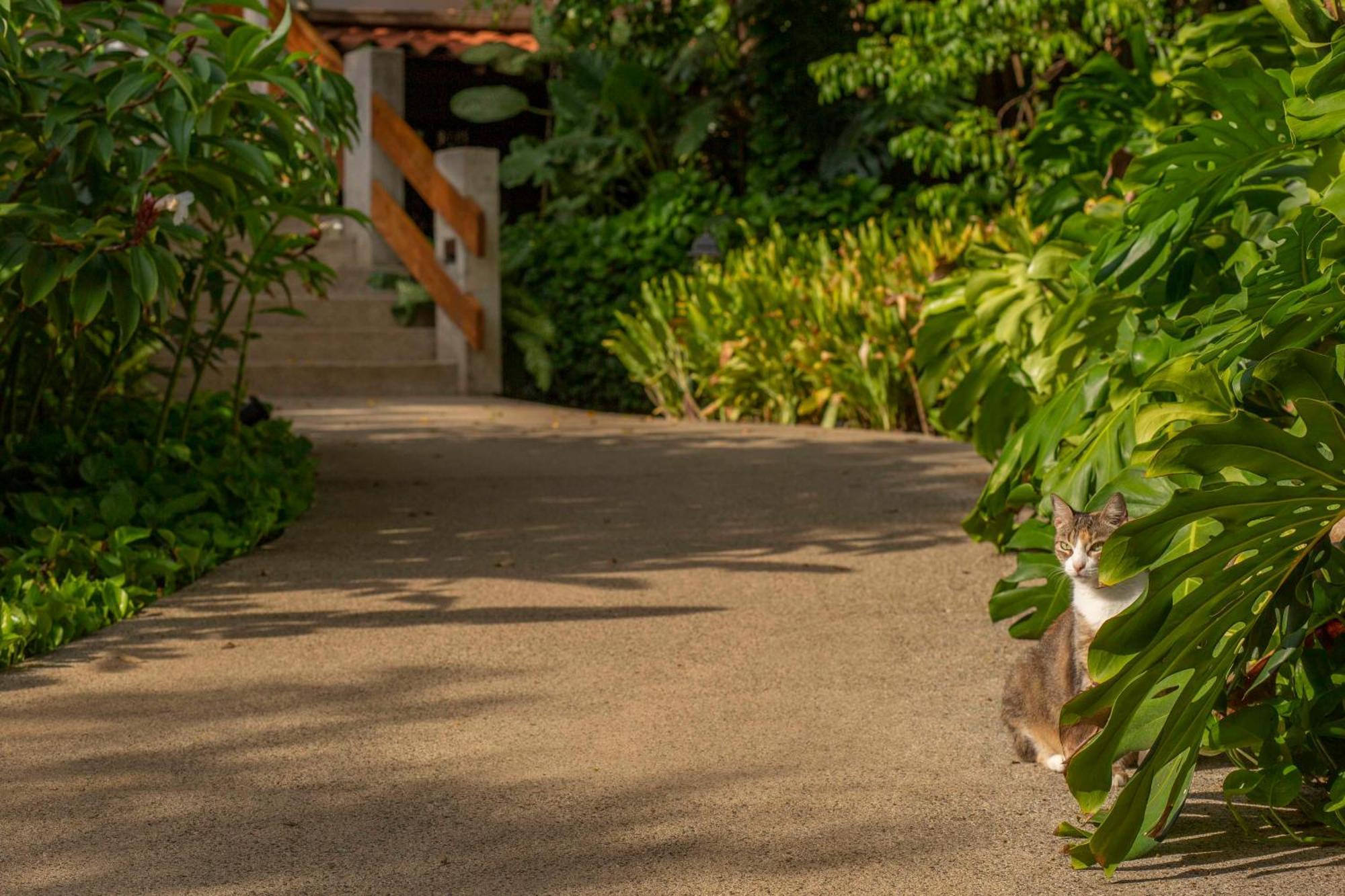 Capitan Suizo Beachfront Boutique Hotel Tamarindo Kültér fotó